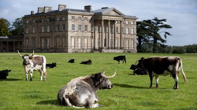 Cattle in the parkland near the Mansion